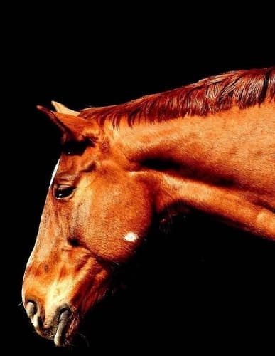 Cover of Horses