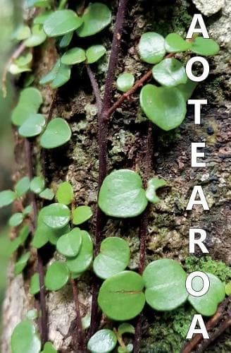 Cover of Aotearoa