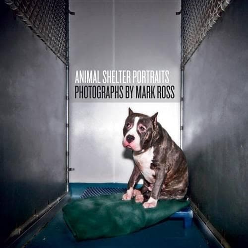 Cover of Animal Shelter Portraits
