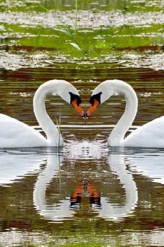 Cover of Two Swans Making a Heart