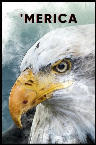 Cover of 'merica