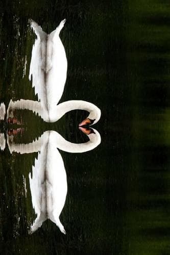 Cover of A Pair of Mated Swans Making a Heart: Blank 150 Page Lined Journal for Your Thoughts, Ideas, and Inspiration