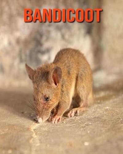 Cover of Bandicoot