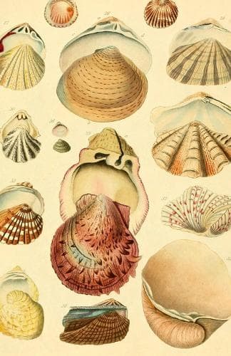 Cover of Beachcomber (Blank Lined Journal)