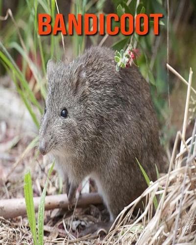 Cover of Bandicoot