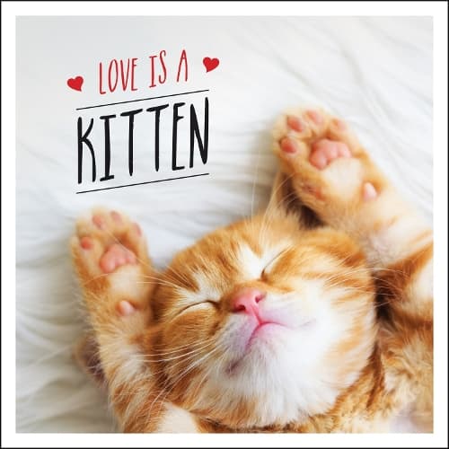 Cover of Love is a Kitten