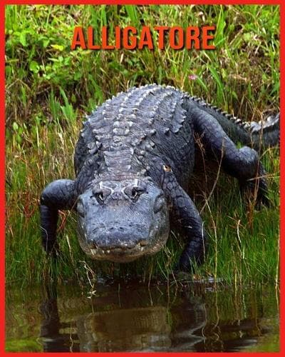Cover of Alligatore