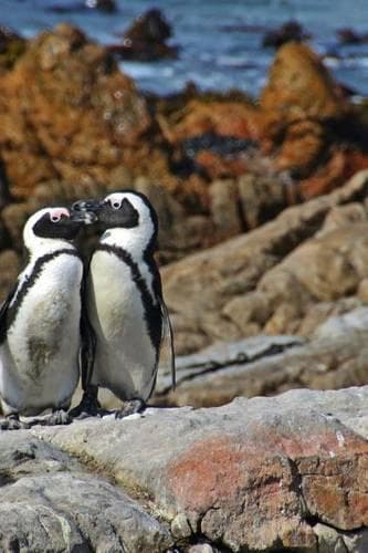 Cover of A Pair of Mated African Penguins Standing on the Rocky Shore
