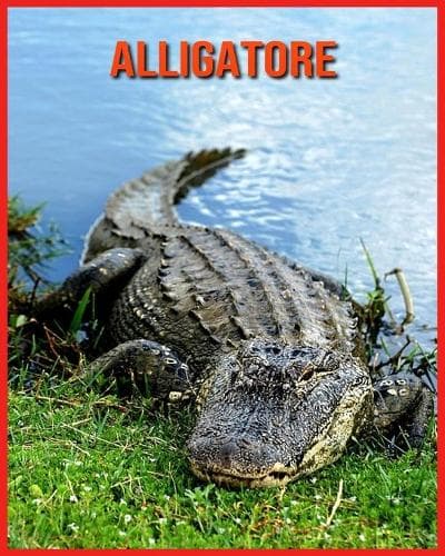 Cover of Alligatore