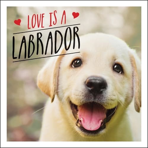 Cover of Love is a Labrador