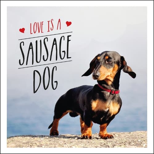 Cover of Love is a Sausage Dog