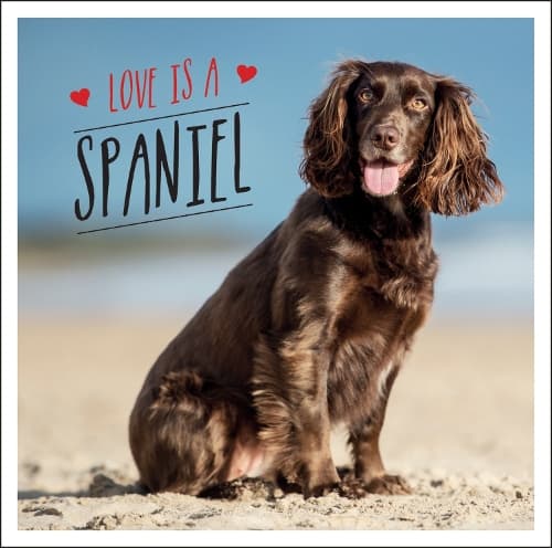 Cover of Love is a Spaniel