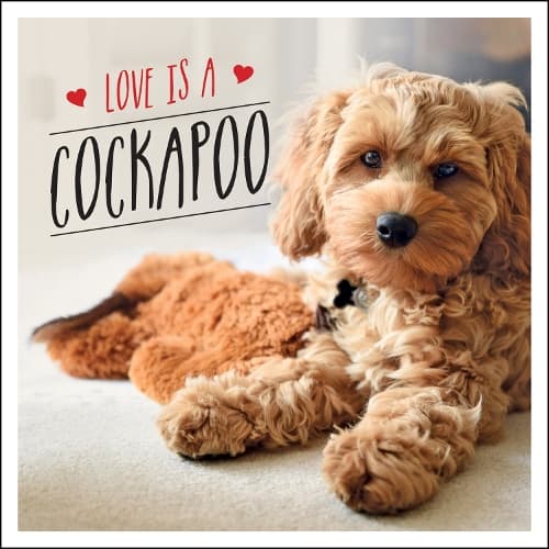 Cover of Love is a Cockapoo