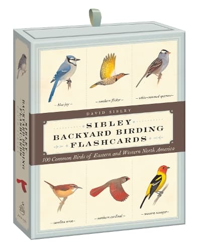 Cover of Sibley Backyard Birding Flashcards